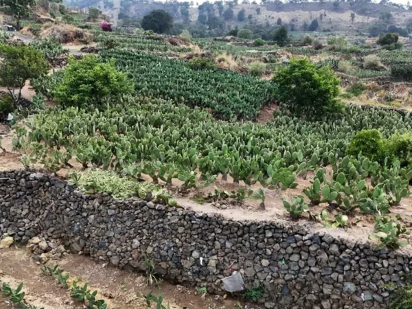 El legado del guerrero: Una expedición a las terrazas prehispánicas de Milpa Alta.