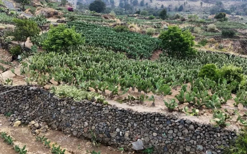 El legado del guerrero: Una expedición a las terrazas prehispánicas de Milpa Alta.
