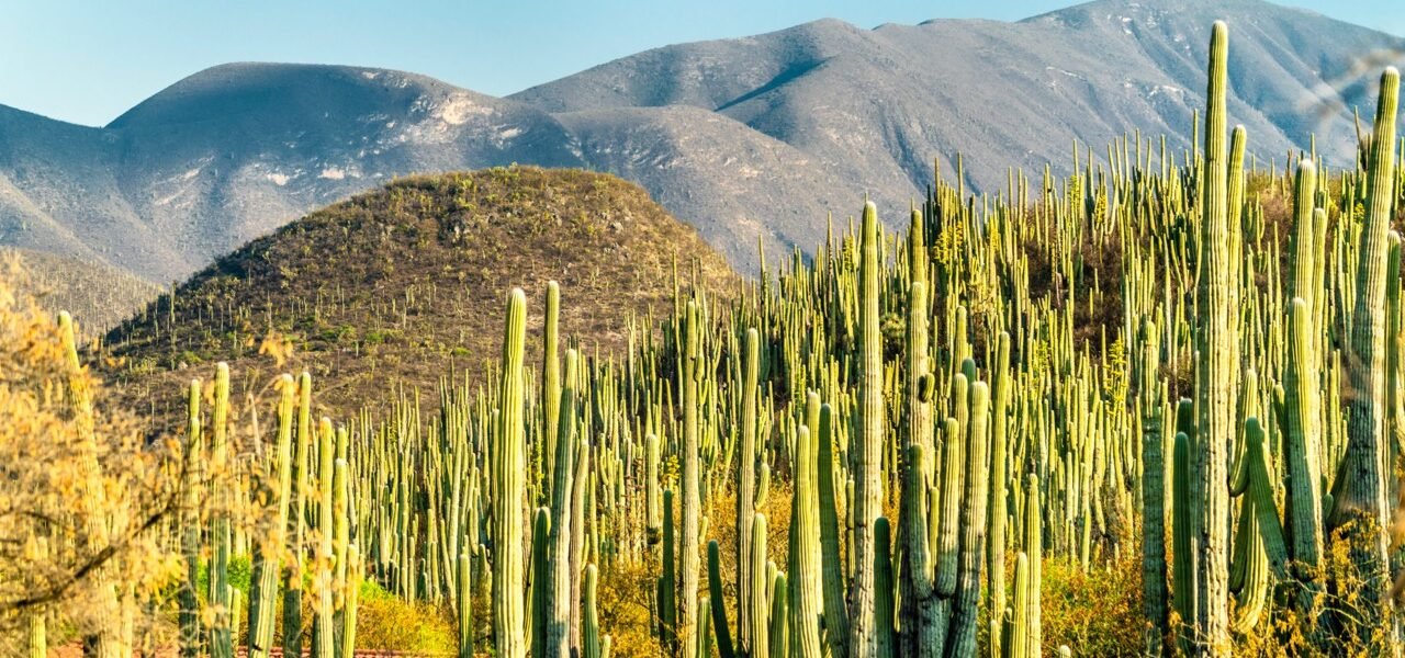 Paisaje de cactáceas gigantes en el Jardín Botánico Helia Bravo Hollis, Zapotitlán Salinas, bajo luz de atardecer, representando el lujo descalzo y la movilidad premium de Rutaru.