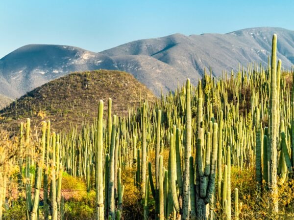 Polvo y eternidad: La estructura de la inmersión